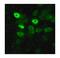 Influenza A H6N1 Nucleoprotein antibody, PA1-41156, Invitrogen Antibodies, Immunofluorescence image 
