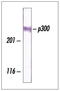 E1A Binding Protein P300 antibody, GTX14984, GeneTex, Western Blot image 