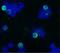 CD45R antibody, NB500-492, Novus Biologicals, Immunocytochemistry image 
