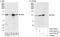 Ribosomal RNA-processing protein 44 antibody, A303-766A, Bethyl Labs, Immunoprecipitation image 