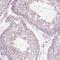 Keratin Associated Protein 24-1 antibody, NBP2-55326, Novus Biologicals, Immunohistochemistry frozen image 