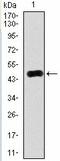 RAB4A, Member RAS Oncogene Family antibody, AM06774PU-N, Origene, Western Blot image 