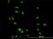 Cyclin-H antibody, orb95025, Biorbyt, Immunofluorescence image 