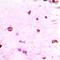 Histone H3.1t antibody, LS-C668834, Lifespan Biosciences, Immunohistochemistry paraffin image 