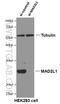 HsMAD2 antibody, 66014-1-Ig, Proteintech Group, Western Blot image 