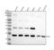 Fibroblast Growth Factor 19 antibody, M01191, Boster Biological Technology, Western Blot image 