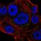 Neuralized E3 Ubiquitin Protein Ligase 2 antibody, HPA059842, Atlas Antibodies, Immunofluorescence image 