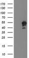Protein Tyrosine Phosphatase Non-Receptor Type 7 antibody, CF503714, Origene, Western Blot image 