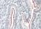 p130cas antibody, orb137107, Biorbyt, Immunohistochemistry paraffin image 