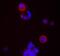 CD24 Molecule antibody, NB100-77903, Novus Biologicals, Immunofluorescence image 