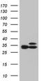 Ribosomal Protein L7a antibody, TA811792S, Origene, Western Blot image 