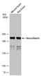 Neurofascin antibody, PA5-78668, Invitrogen Antibodies, Western Blot image 