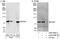 Ribosomal Protein S6 Kinase A1 antibody, A302-459A, Bethyl Labs, Immunoprecipitation image 