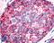Neuropeptide FF Receptor 1 antibody, LS-A1903, Lifespan Biosciences, Immunohistochemistry frozen image 