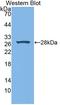 Xanthine Dehydrogenase antibody, LS-C372990, Lifespan Biosciences, Western Blot image 