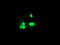 Ring Finger Protein 113B antibody, TA504133, Origene, Immunofluorescence image 