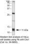 CDC28 Protein Kinase Regulatory Subunit 1B antibody, 36-6800, Invitrogen Antibodies, Western Blot image 