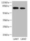 NBPF Member 3 antibody, CSB-PA872422LA01HU, Cusabio, Western Blot image 