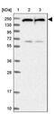 Uveal Autoantigen With Coiled-Coil Domains And Ankyrin Repeats antibody, PA5-59560, Invitrogen Antibodies, Western Blot image 