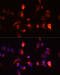 Torsin Family 1 Member A antibody, 18-475, ProSci, Immunofluorescence image 