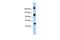 KIAA1211 Like antibody, GTX45135, GeneTex, Western Blot image 