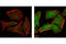 Mitogen-Activated Protein Kinase 13 antibody, 4631S, Cell Signaling Technology, Immunofluorescence image 