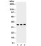 Syntaxin 1A antibody, R32248, NSJ Bioreagents, Western Blot image 