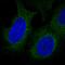 Disco Interacting Protein 2 Homolog B antibody, HPA038472, Atlas Antibodies, Immunofluorescence image 