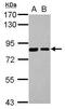 Sorting Nexin 9 antibody, PA5-27896, Invitrogen Antibodies, Western Blot image 