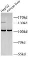 Clock Circadian Regulator antibody, FNab01769, FineTest, Western Blot image 