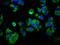 RAB40A Like antibody, LS-C681165, Lifespan Biosciences, Immunofluorescence image 