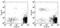 C-C Motif Chemokine Receptor 3 antibody, 17-1939-41, Invitrogen Antibodies, Flow Cytometry image 