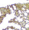 Calpain 2 antibody, M03492, Boster Biological Technology, Immunohistochemistry paraffin image 