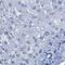 Uroplakin-3a antibody, PA5-53792, Invitrogen Antibodies, Immunohistochemistry frozen image 