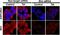 BCL2 Like 11 antibody, A01552, Boster Biological Technology, Immunofluorescence image 