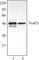 FOXP3 antibody, 320002, BioLegend, Western Blot image 
