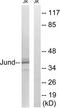 JunD Proto-Oncogene, AP-1 Transcription Factor Subunit antibody, TA312900, Origene, Western Blot image 