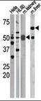 Cell Division Cycle 25A antibody, AP12580PU-N, Origene, Western Blot image 