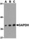 GAPDH antibody, TA319654, Origene, Western Blot image 