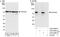 Calnexin antibody, A303-695A, Bethyl Labs, Western Blot image 