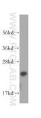 Calcyphosine antibody, 16926-1-AP, Proteintech Group, Western Blot image 