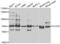Circadian locomoter output cycles protein kaput antibody, abx004307, Abbexa, Western Blot image 