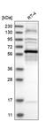 BSD Domain Containing 1 antibody, HPA031358, Atlas Antibodies, Western Blot image 