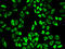 Aop2 antibody, STJ25108, St John