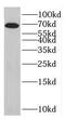 Heat Shock Protein Family A (Hsp70) Member 1A antibody, FNab04049, FineTest, Western Blot image 