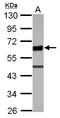 Ubiquitin-associated and SH3 domain-containing protein A antibody, LS-C155452, Lifespan Biosciences, Western Blot image 