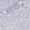 Periaxin antibody, PA5-51646, Invitrogen Antibodies, Immunohistochemistry frozen image 