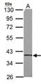 Succinate-CoA Ligase Alpha Subunit antibody, NBP1-32728, Novus Biologicals, Western Blot image 