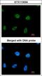 RPA32 antibody, LS-C186287, Lifespan Biosciences, Immunocytochemistry image 