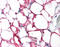 Fms Related Tyrosine Kinase 3 antibody, 51-345, ProSci, Immunohistochemistry frozen image 